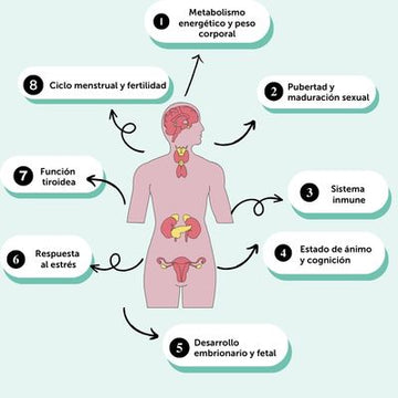 Nuestras hormonas y la cosmética: por qué este tema importa más de lo que creemos