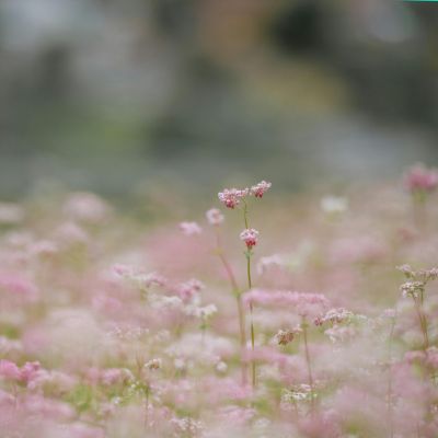 GLOW ELIXIR ECO Illuminating Facial Oil Serum