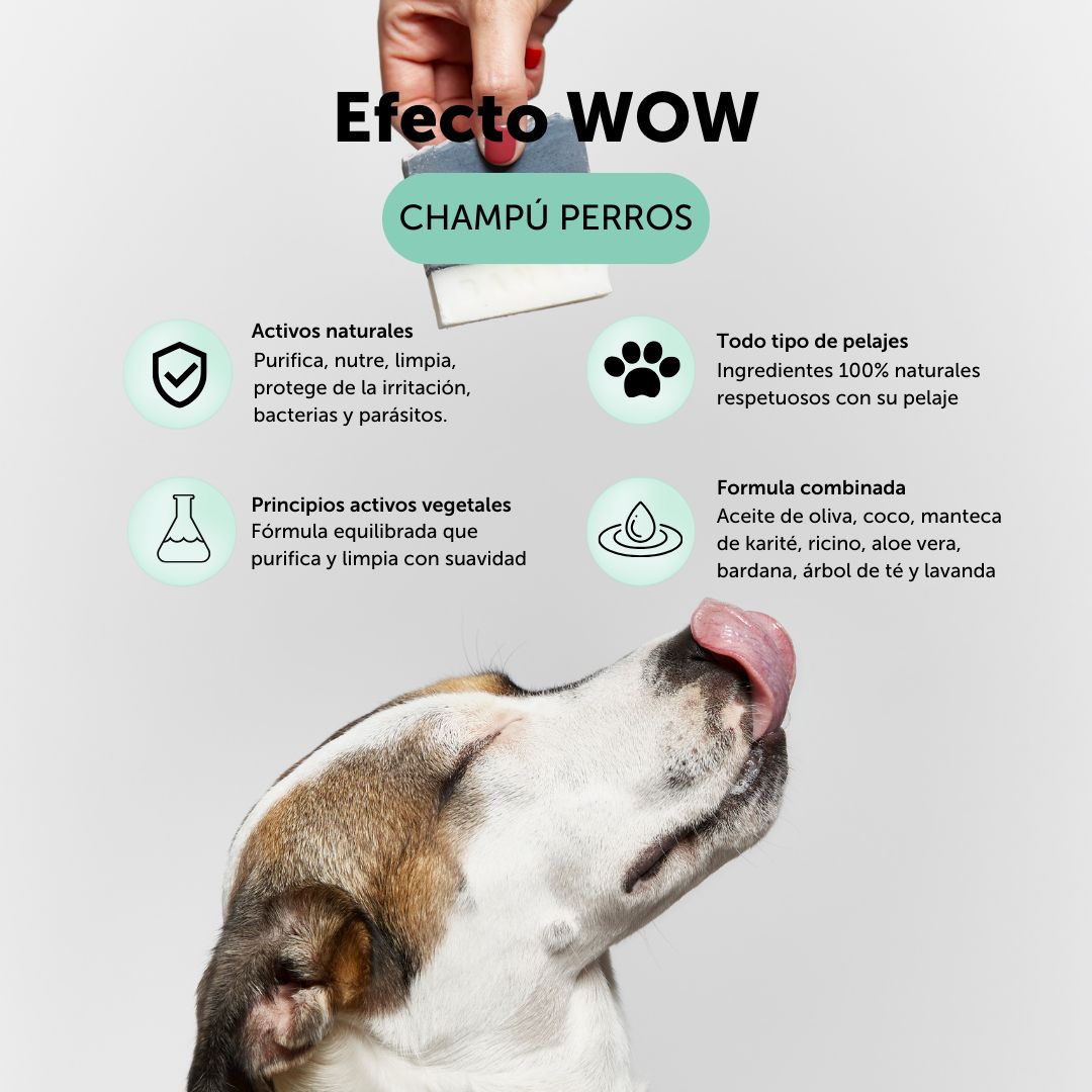 Champú para perros con principios activos que purifica, nutre, limpia y portege de la irritación, bacterias y parásito. Es apto para todo tipo de pelajes ya que sus principios activos purifican y limpian con suavidad. Esta formulado con aceite de oliva, coco, manteca de karité, ricino, aloe vera, bardana, árbol de té y lavanda. 