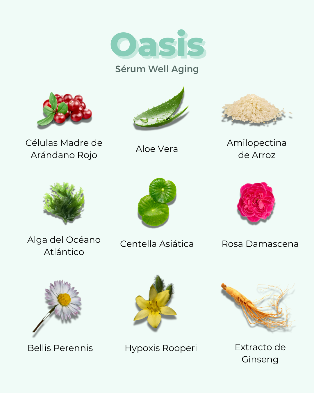 Infografía que detalla los activos botánicos de este serum antioxidante: células madre de arándano rojo, aloe vera, amilopectina de arroz, alga del Océano Atlántico, centella asiática, rosa damascena, bellis perennis, hypoxis rooperi y extracto de ginseng.